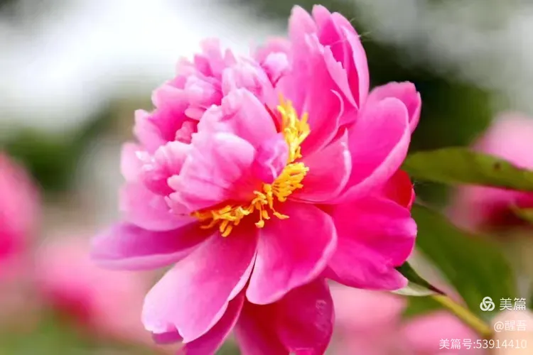 《芍药名花"金带围"赋》